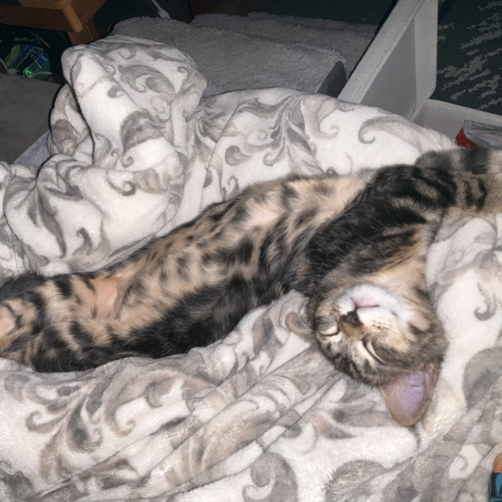 MISS GOOBER, photo 2