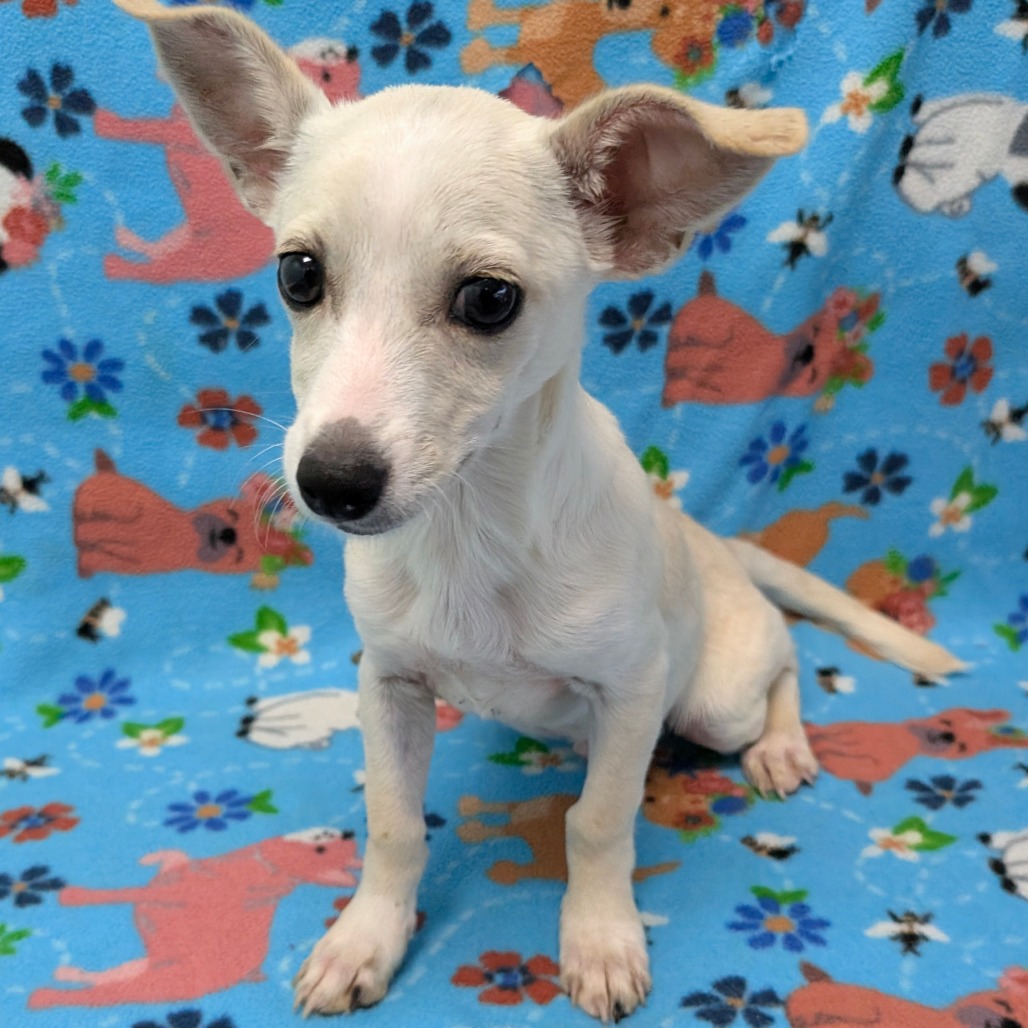 ICECAP — thumbnail 3