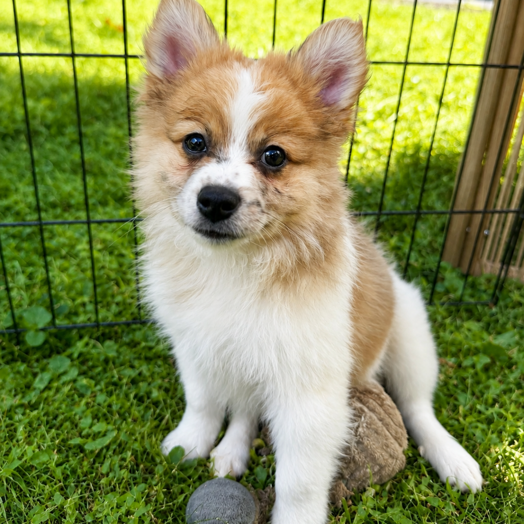 HENRY - Pomeranian / Terrier, Manchester available for adoption