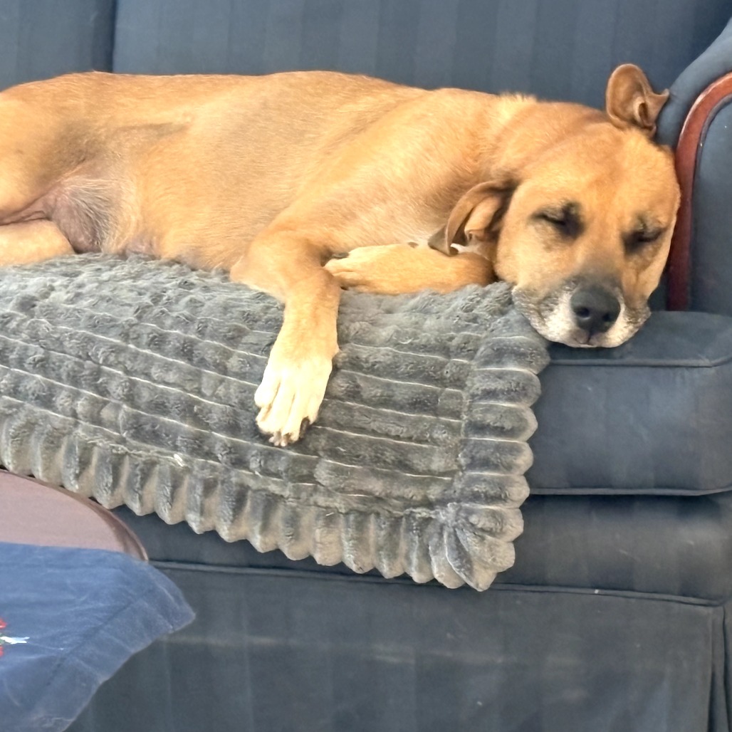 Cammie, photo 7
