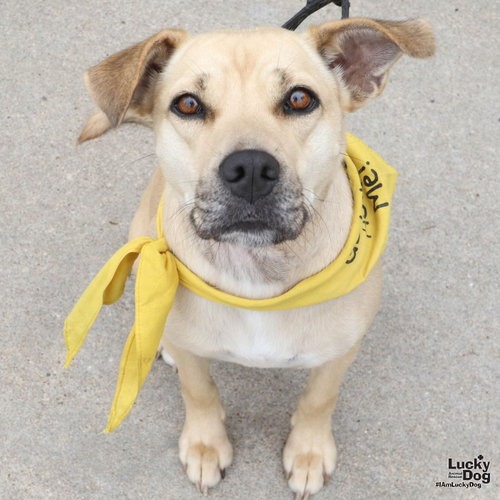 BRANDICE - Shepherd / Retriever available for adoption