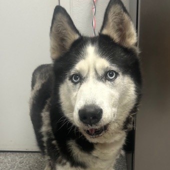 Rocky — thumbnail 2