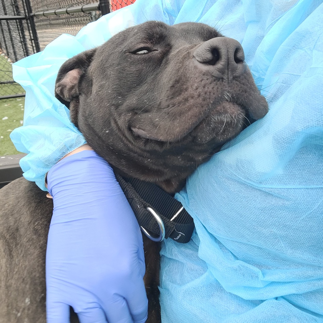 Frisby — thumbnail 4