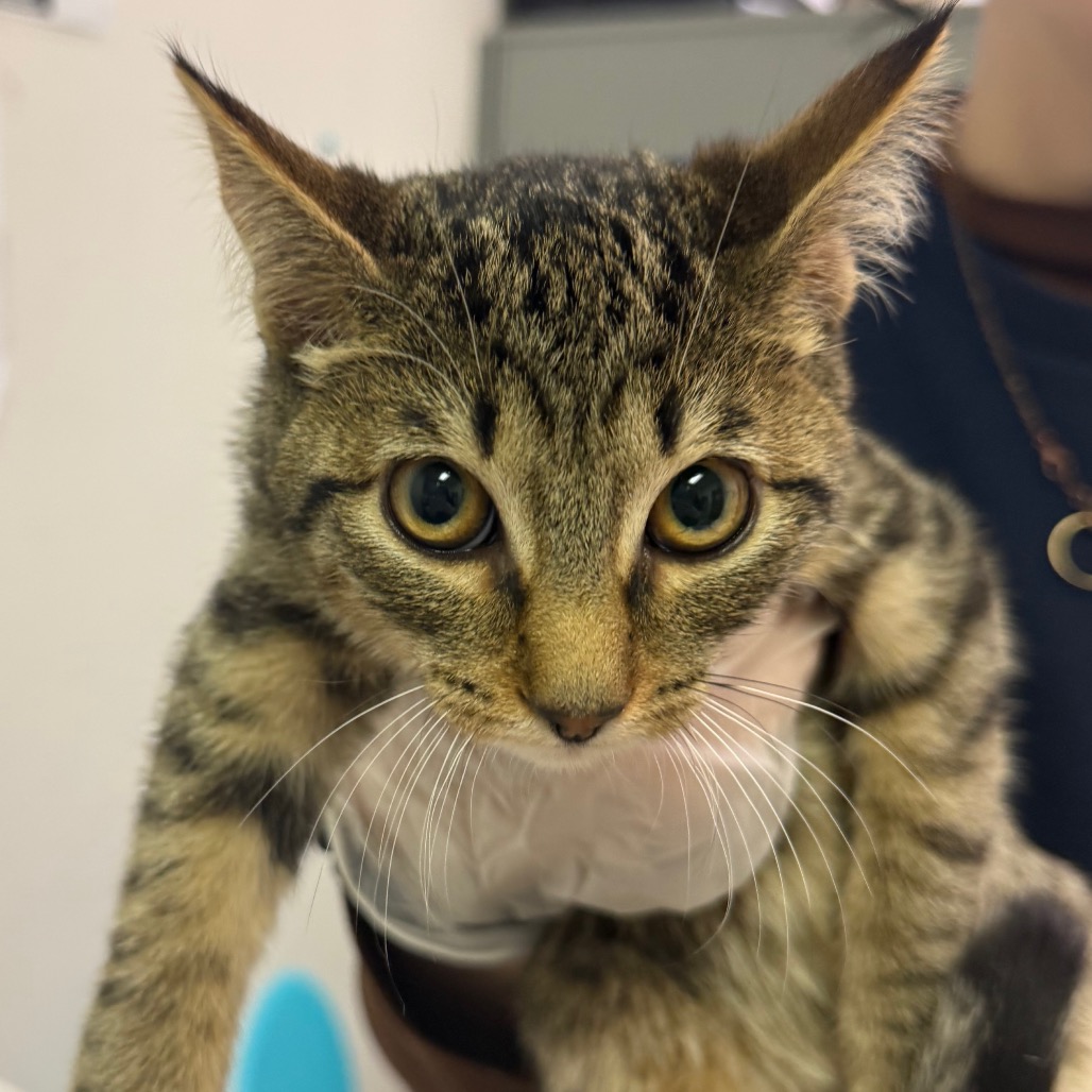 Lysol — thumbnail 2