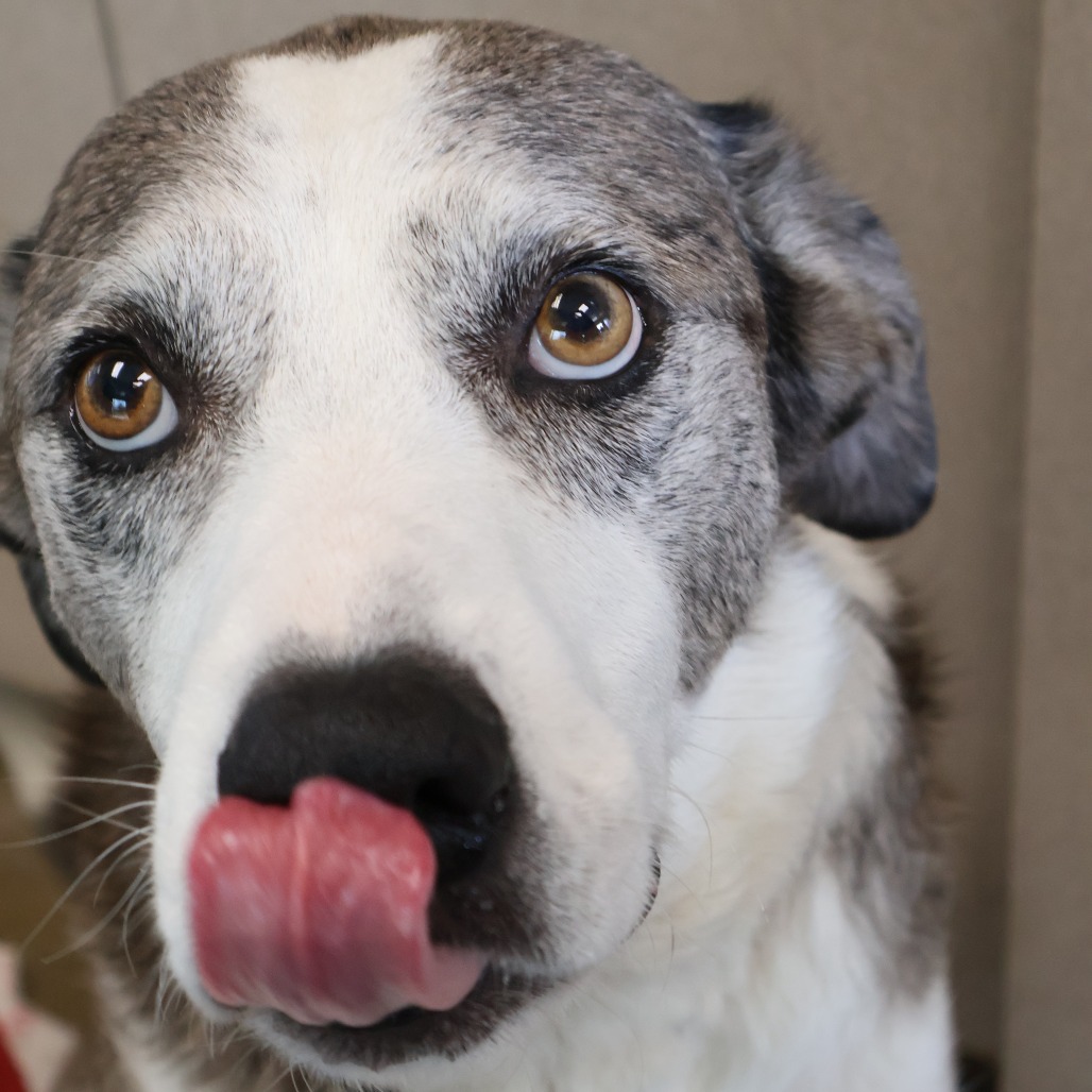 Pongo, photo 11