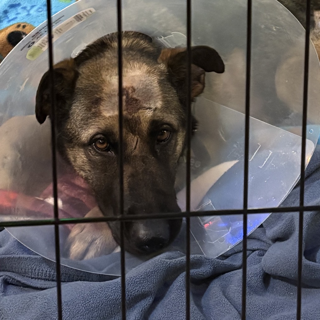 Hera — thumbnail 2