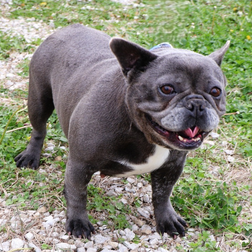 French Bulldog