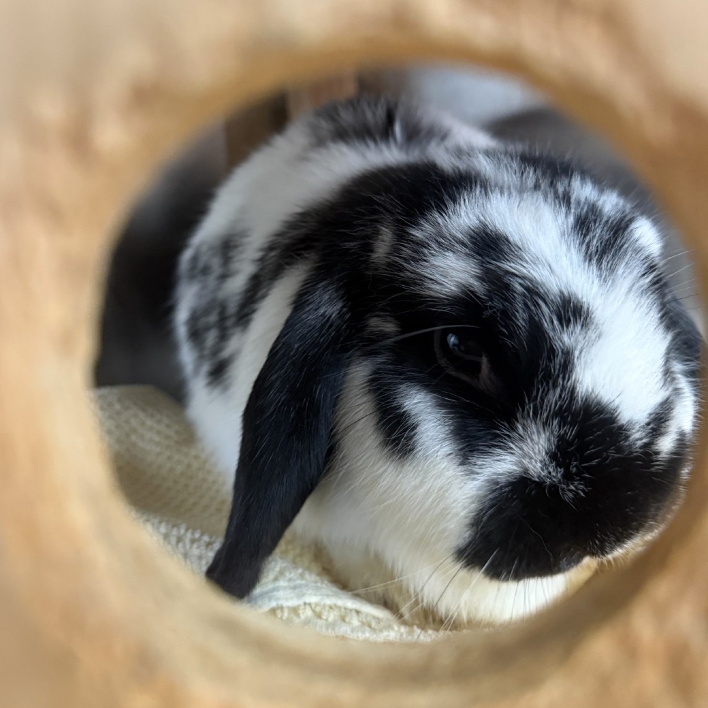 Photo of Gracie 4