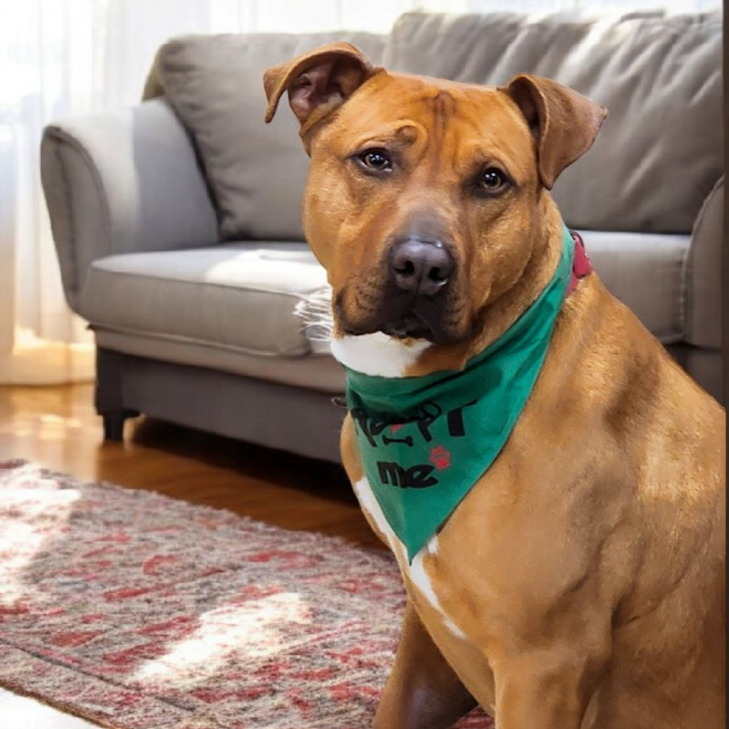 Louie, photo 3