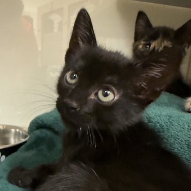 Gizmo - Domestic Shorthair