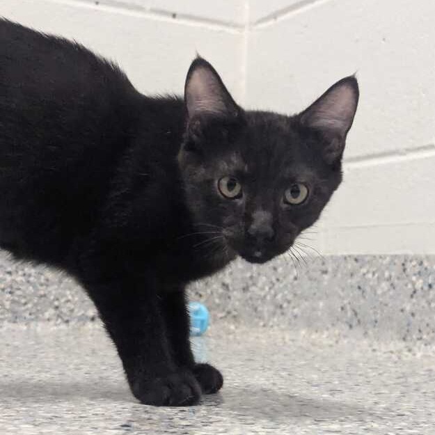 BLAZE - Domestic Shorthair available for adoption