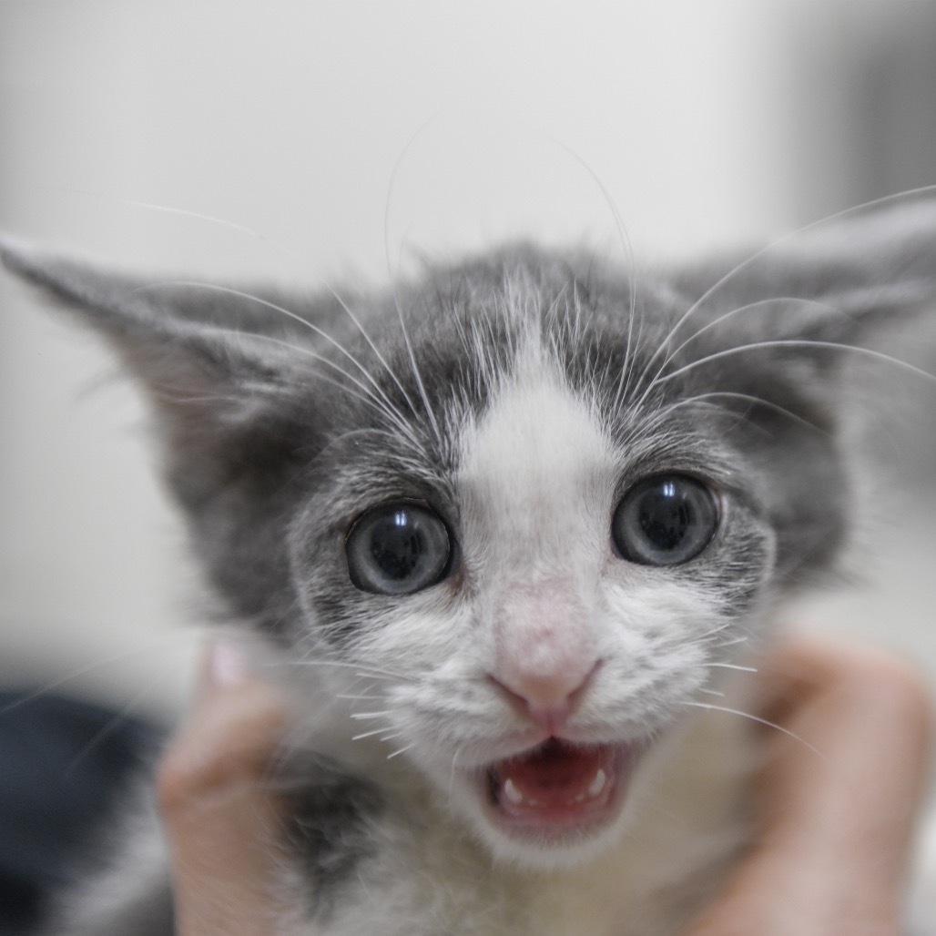 Silverado - Domestic Shorthair