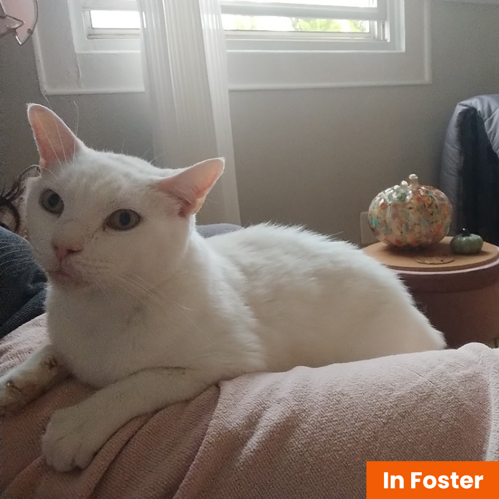 ALPACA - Domestic Shorthair available for adoption
