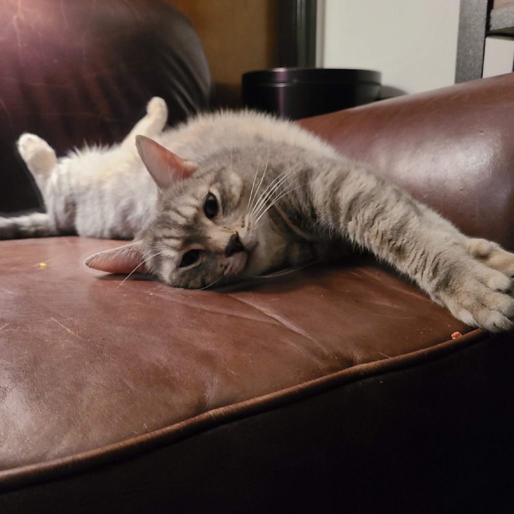 Photo of Rengar 9