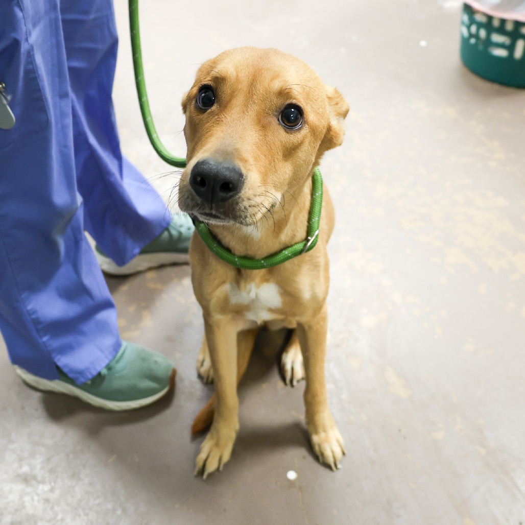 Elfie — thumbnail 2