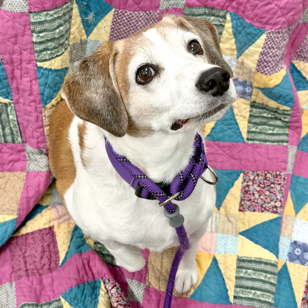 BARKLEY - Mixed Breed (Medium) / Mixed Breed (Medium) available for adoption