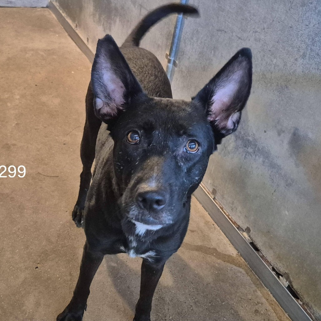 Chispas , available for adoption at PVAS