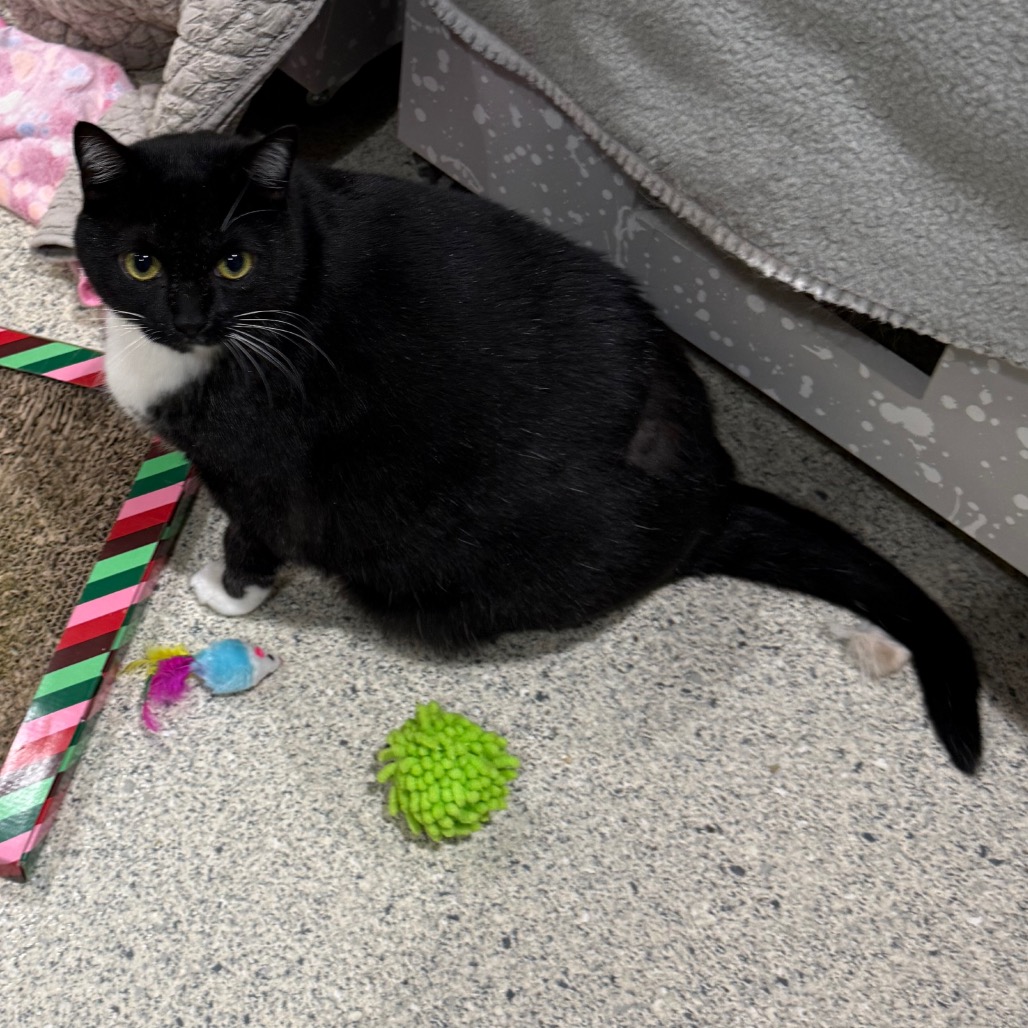 ALCHEMY - Domestic Shorthair available for adoption