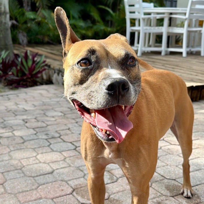 Image of Sammy looking at the camera