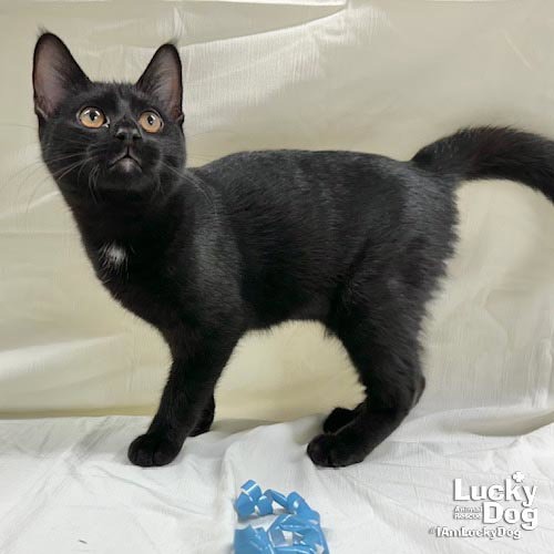 JERICHO - Domestic Shorthair available for adoption