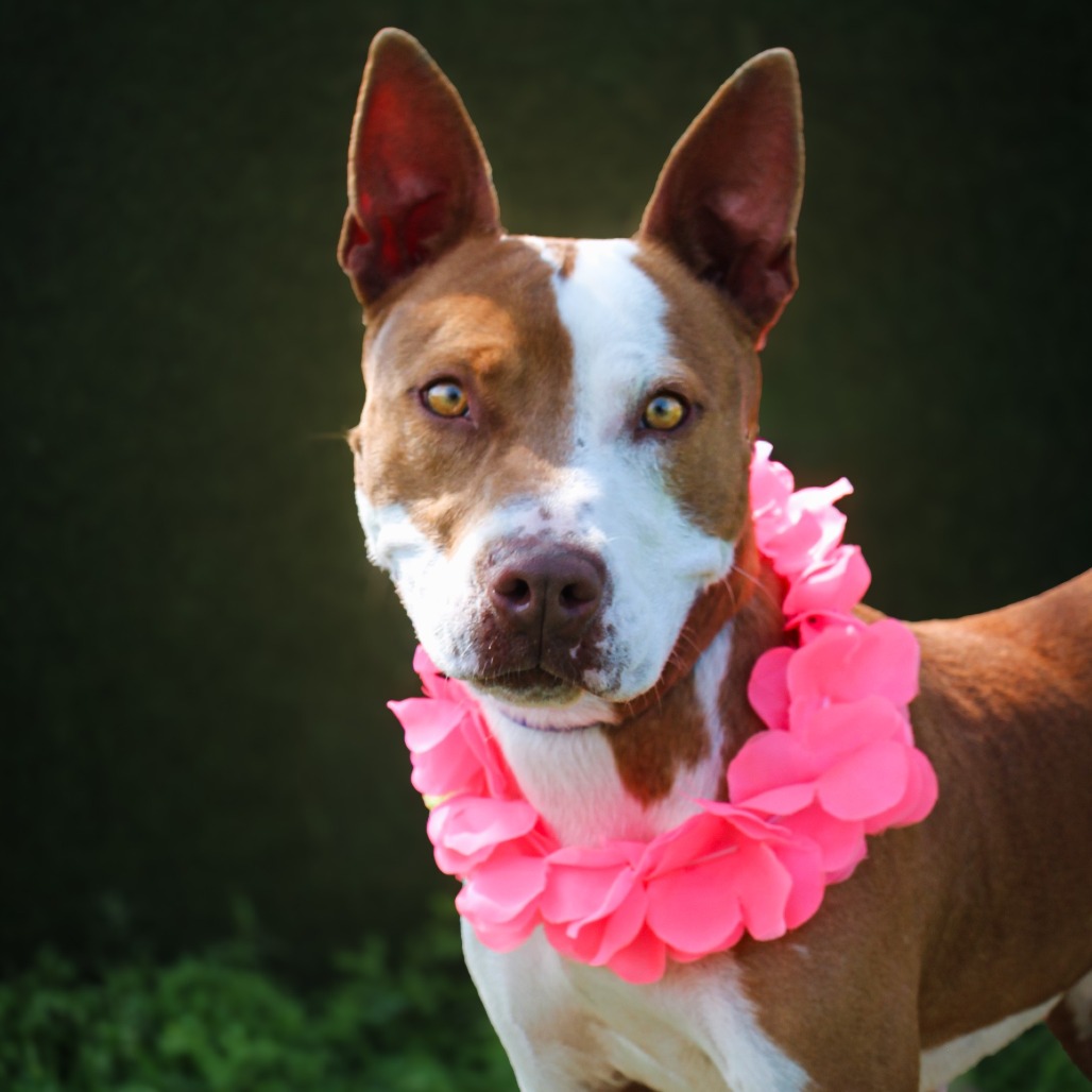 Brittany, an adoptable dog at SPCA-BC