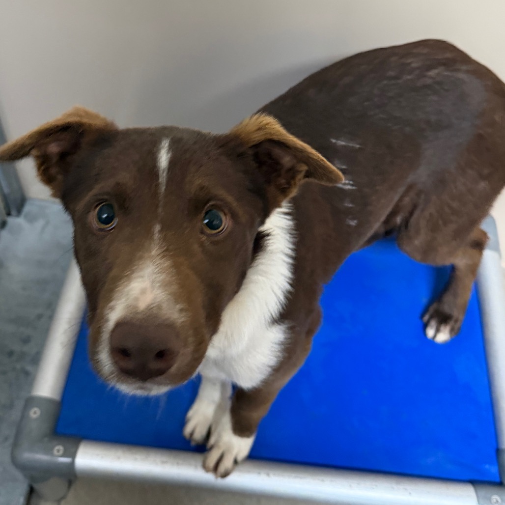 Kennel#29a Donald's preview photo