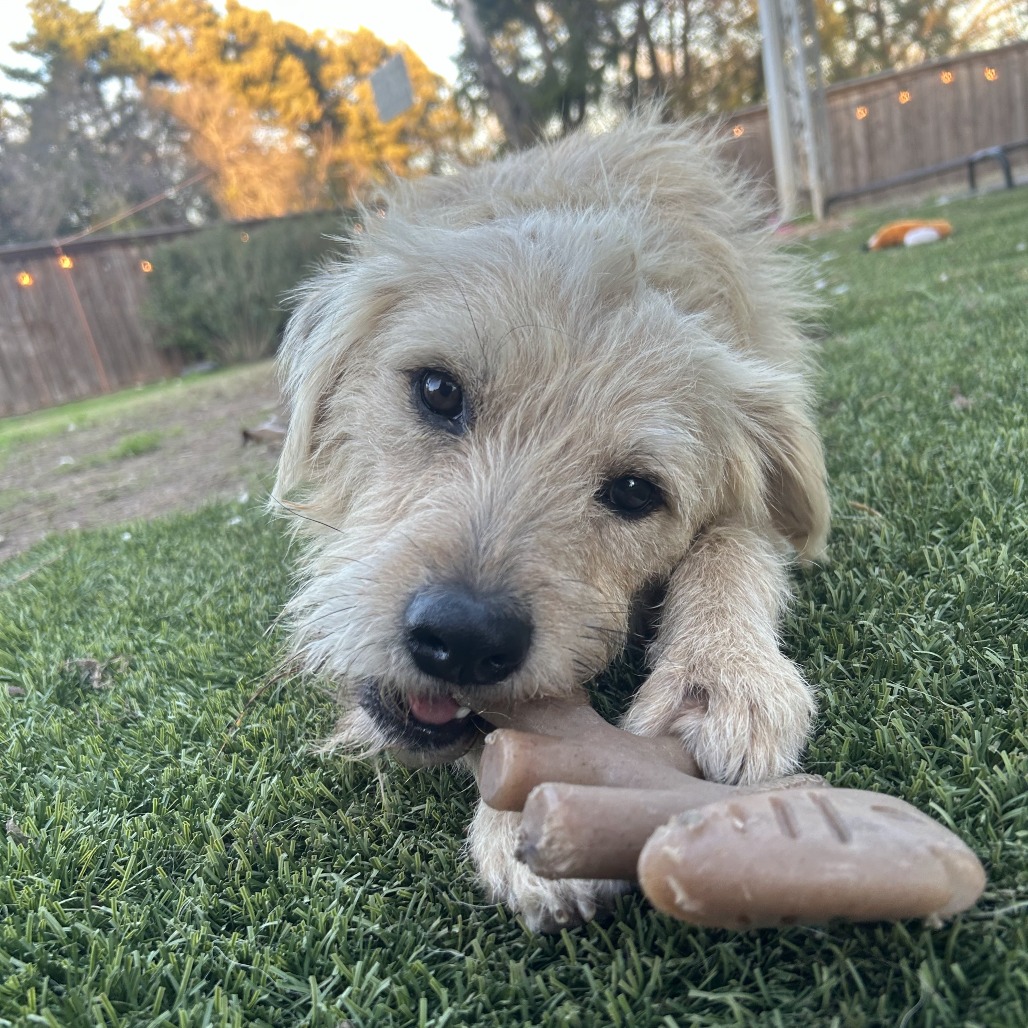 Baxter2, photo 5
