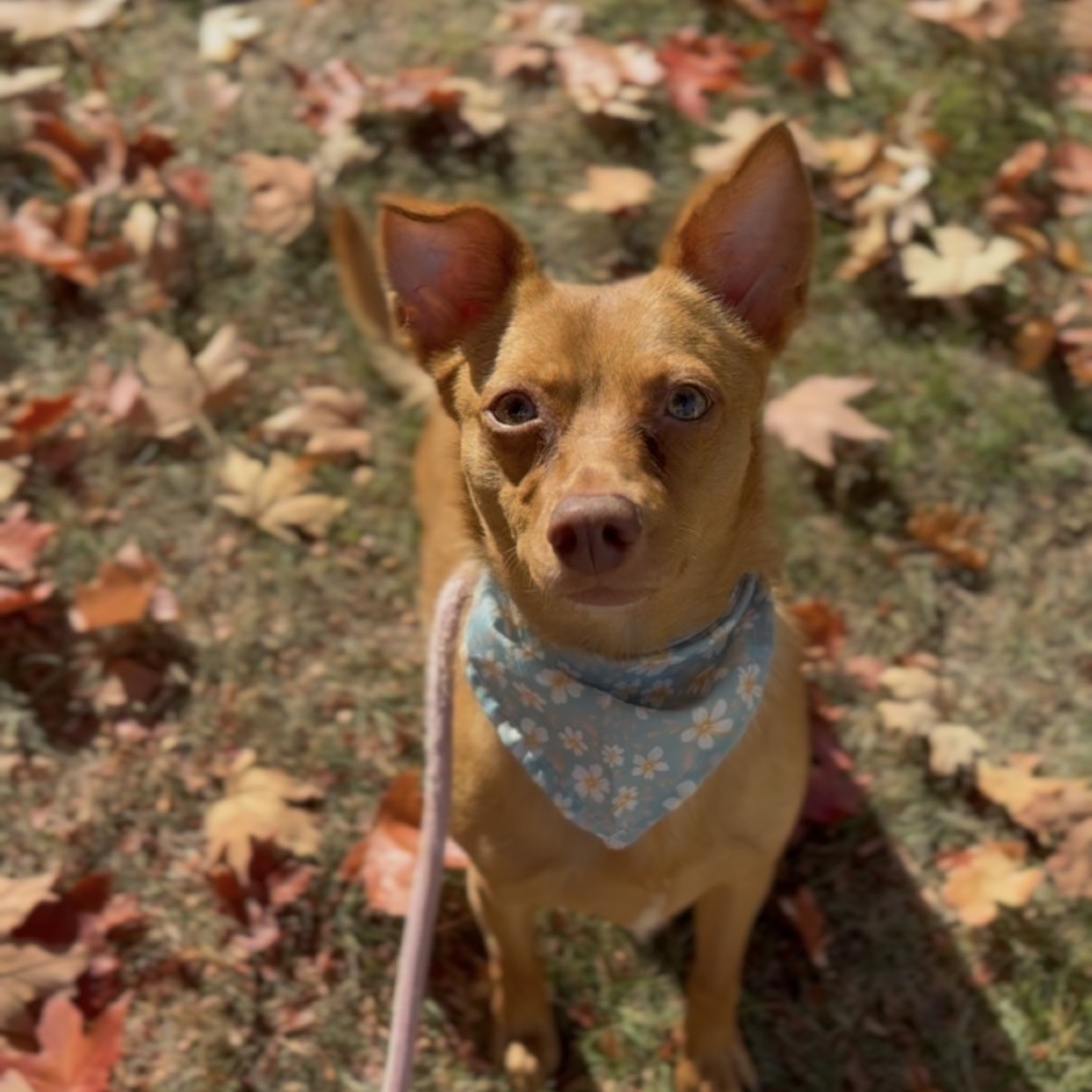 Ari