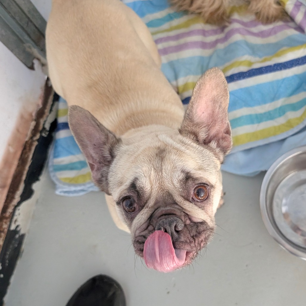 Cinnaboom — thumbnail 3