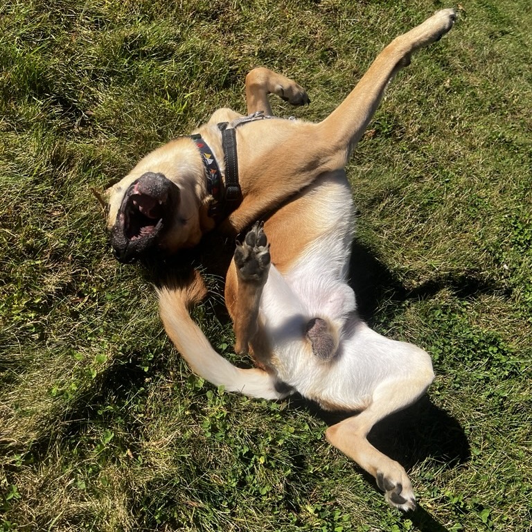 Goofy, photo 7