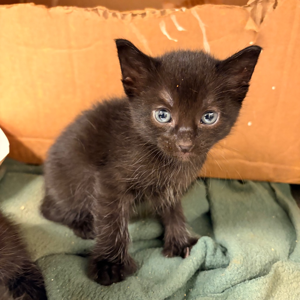 SMOKE - Domestic Shorthair available for adoption