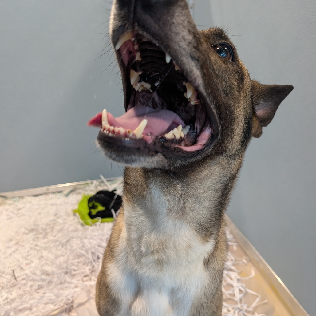 Insignia — thumbnail 2