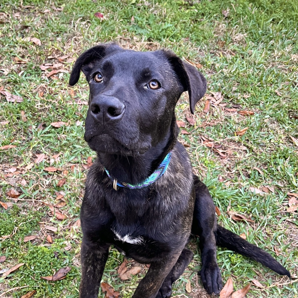 FRANKIE - Shepherd / Dutch available for adoption