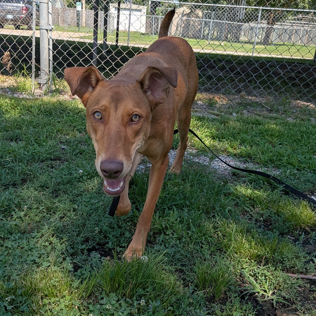Chip photo 2
