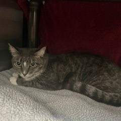 VELMA - Domestic Shorthair available for adoption