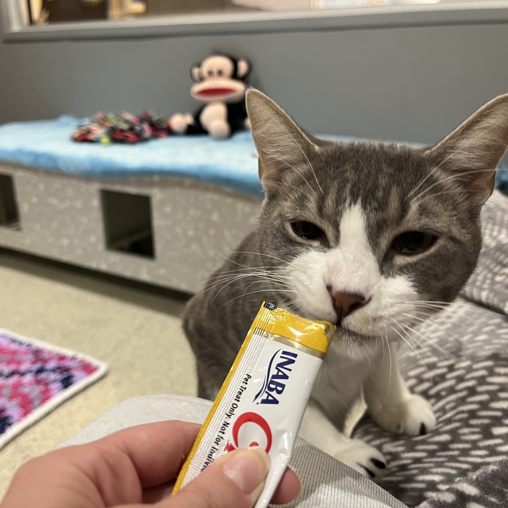BUSTER - Domestic Shorthair available for adoption