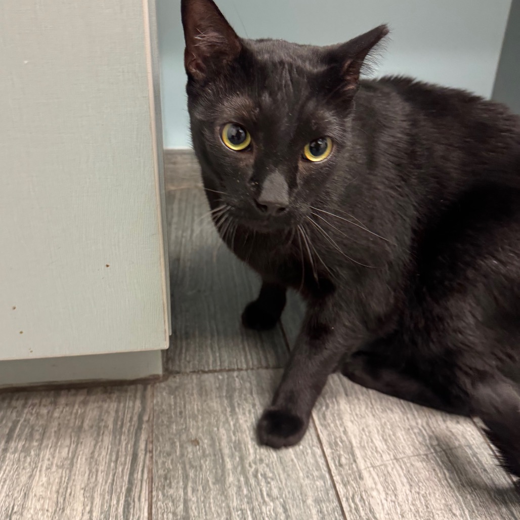 POPPI - Domestic Shorthair available for adoption