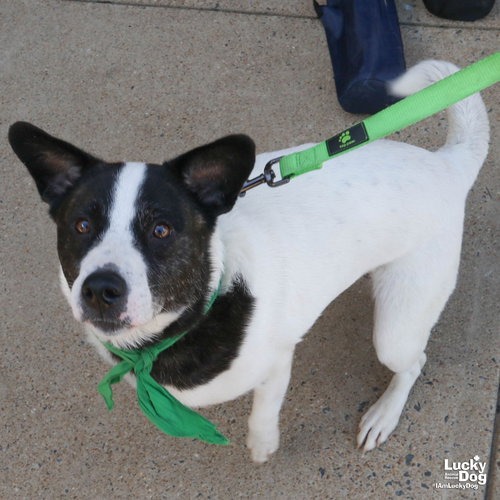 CECE - Pointer / Spaniel available for adoption