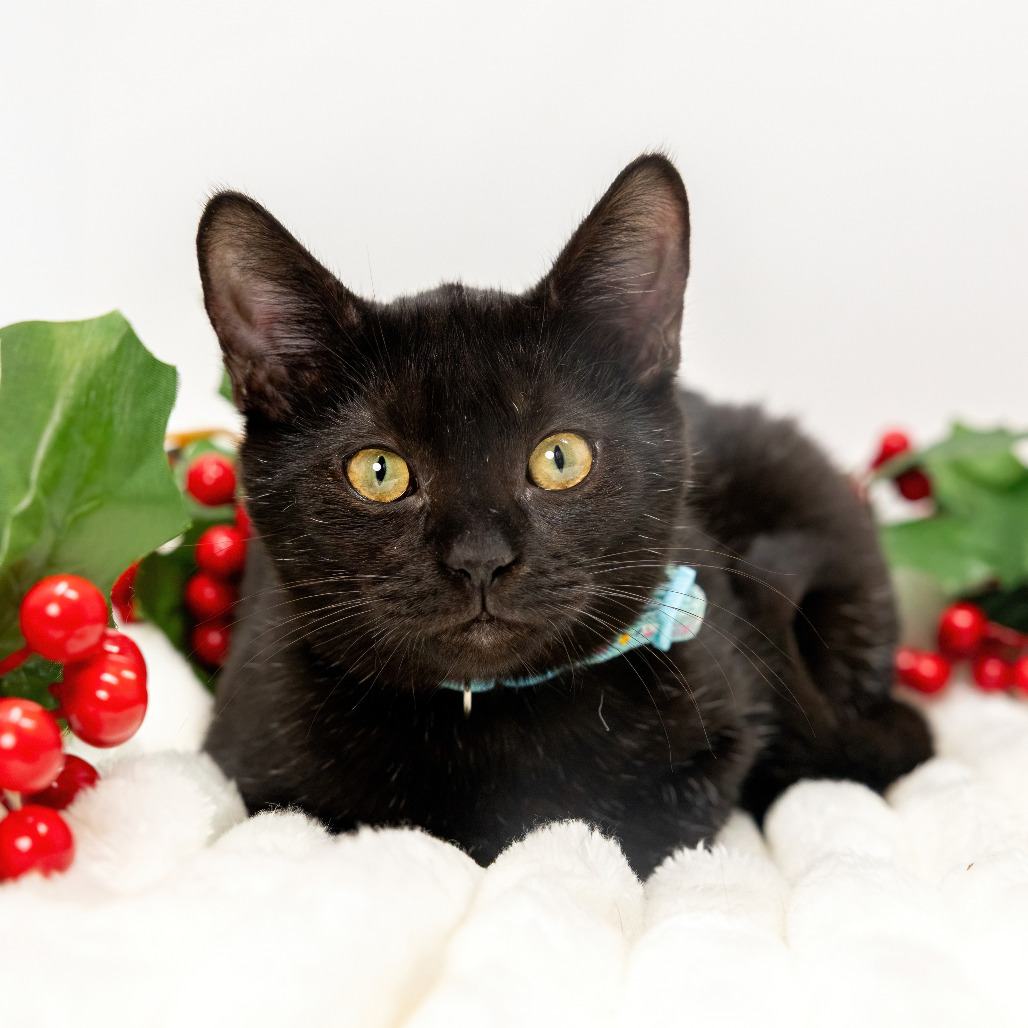 Glitter — thumbnail 3