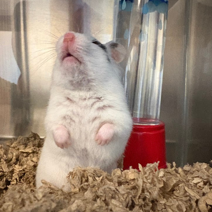 Photo of Mrs. Hamster 4
