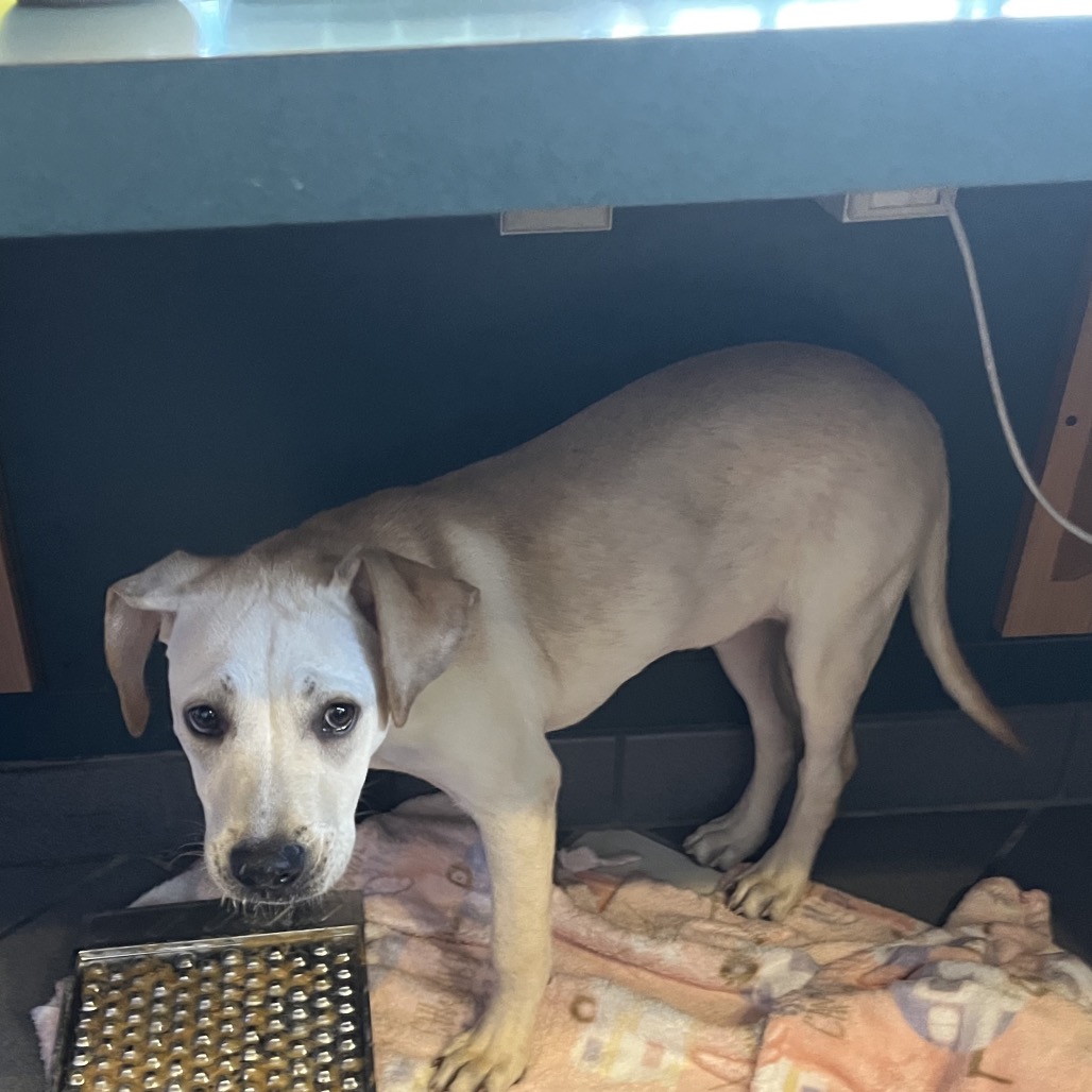 Amelia — thumbnail 2