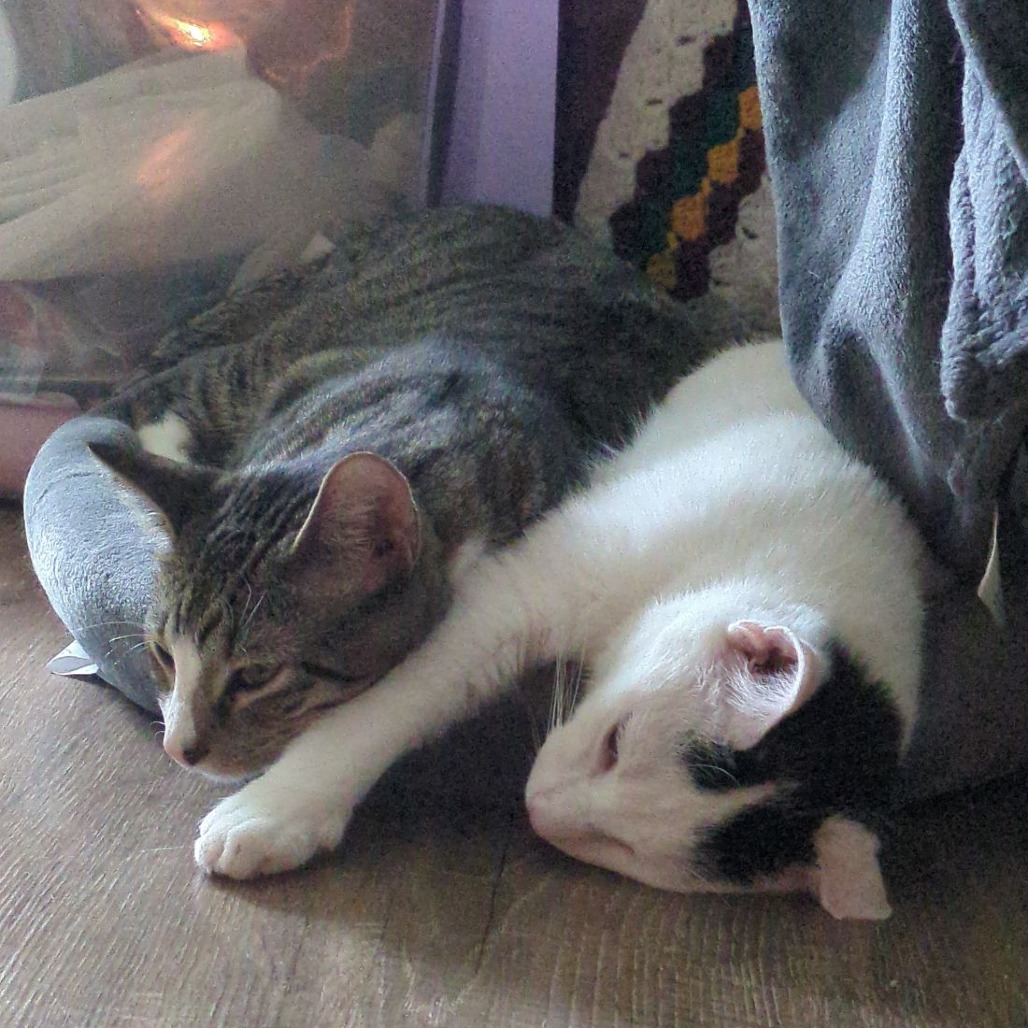 Oreo *Courtesy Post*, photo 3