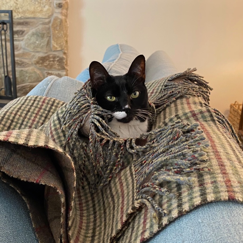 PECAN - Domestic Shorthair available for adoption
