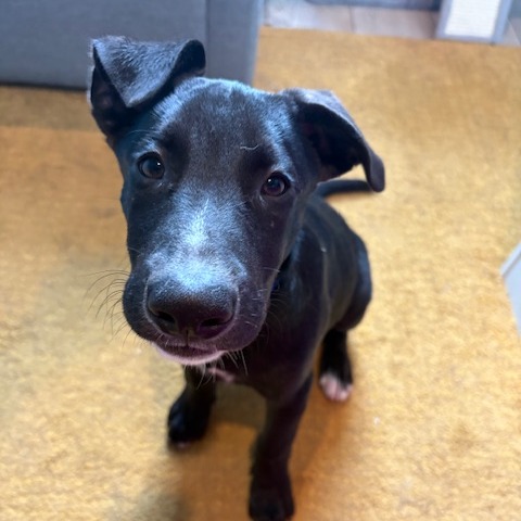 BLUEY - Retriever, Labrador / Shepherd, German for adoption in Dayton