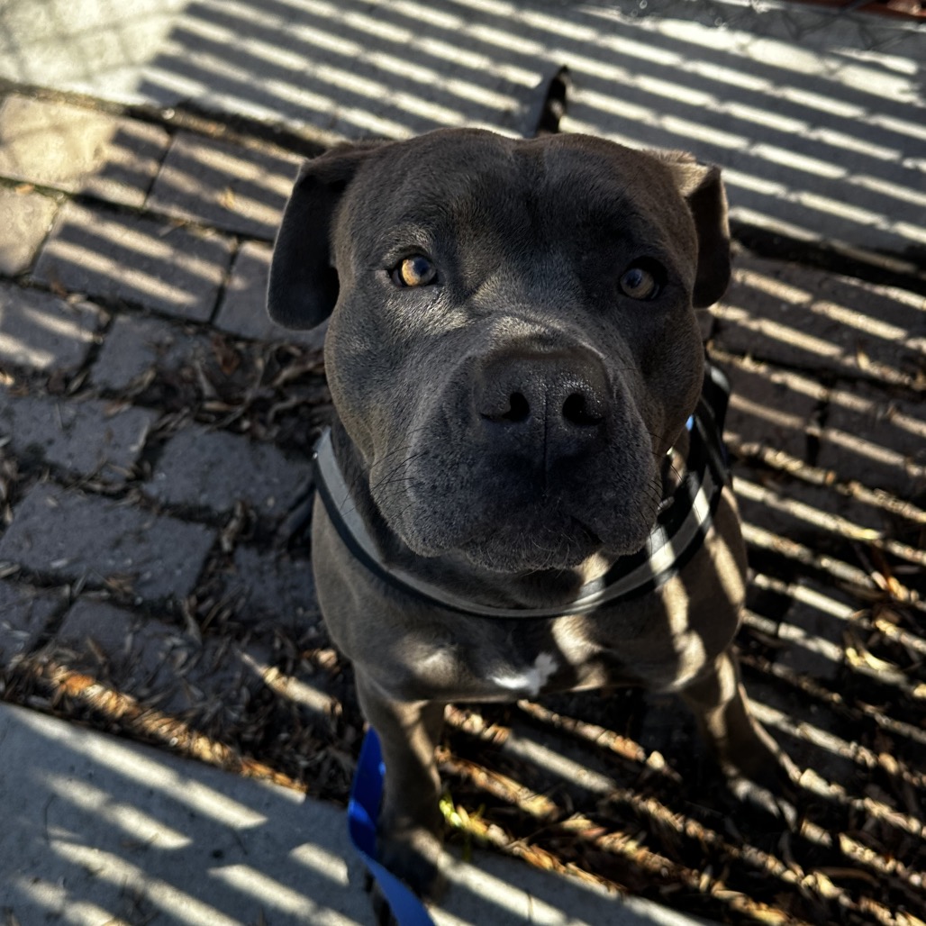 Wiley — thumbnail 3