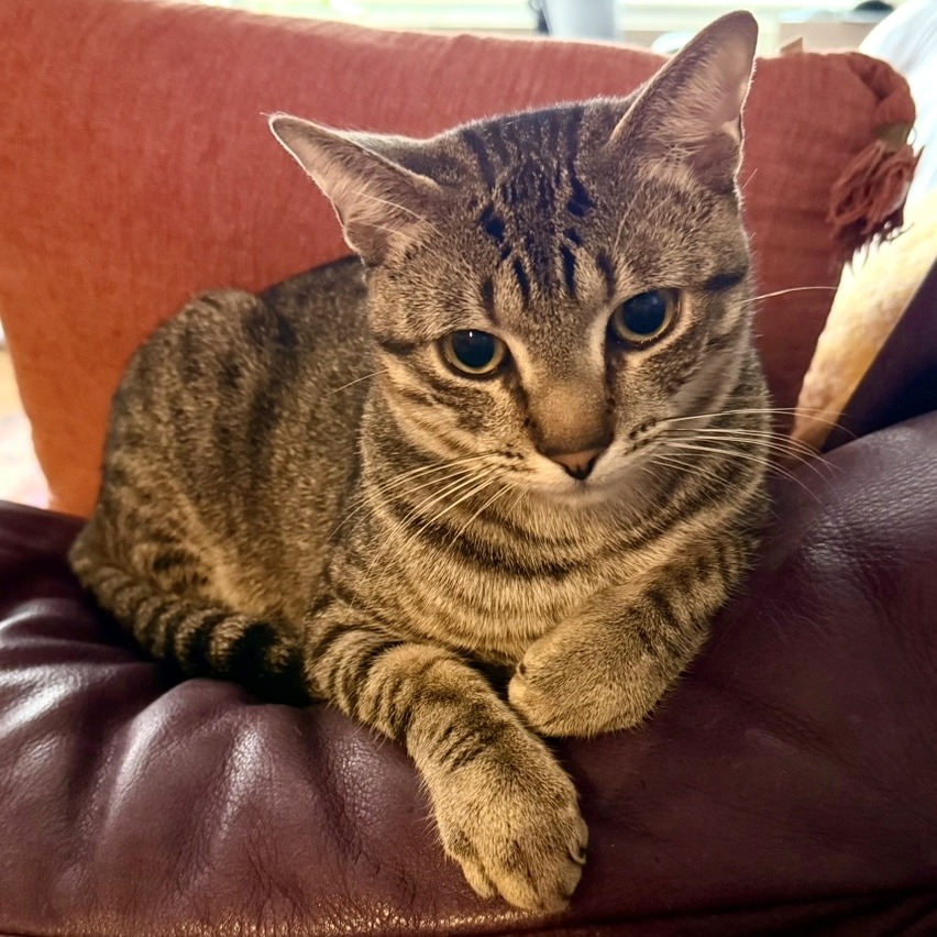 Winkle, photo 13