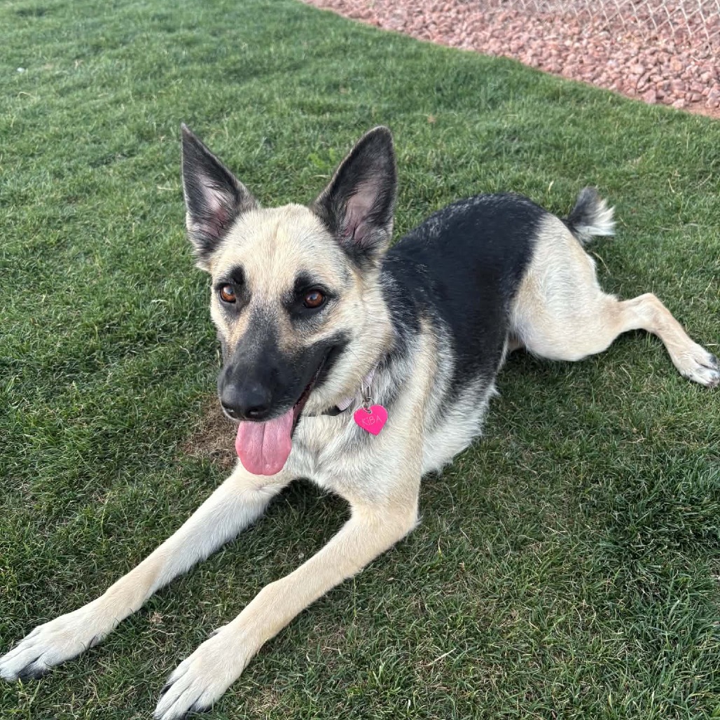 Kiba, a 2 yr 5 mo Female Shepherd, German available for adoption through Lost & Found