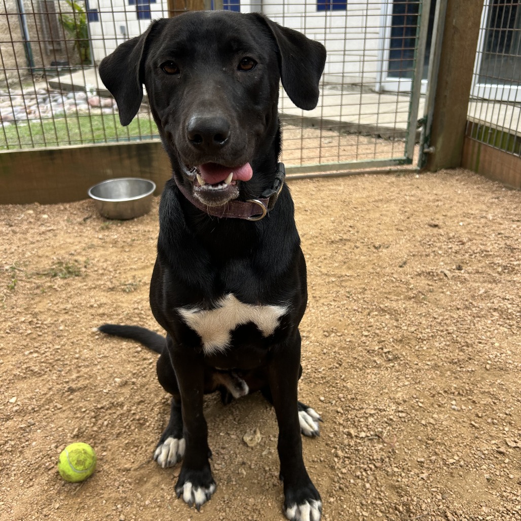 RARE BEAUTY - Retriever / Labrador available for adoption