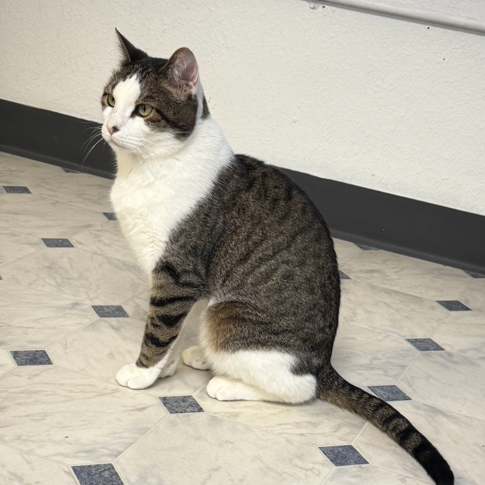 MaryJane, available for adoption