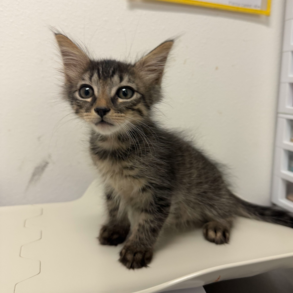 DEMARCUS - Domestic Shorthair available for adoption